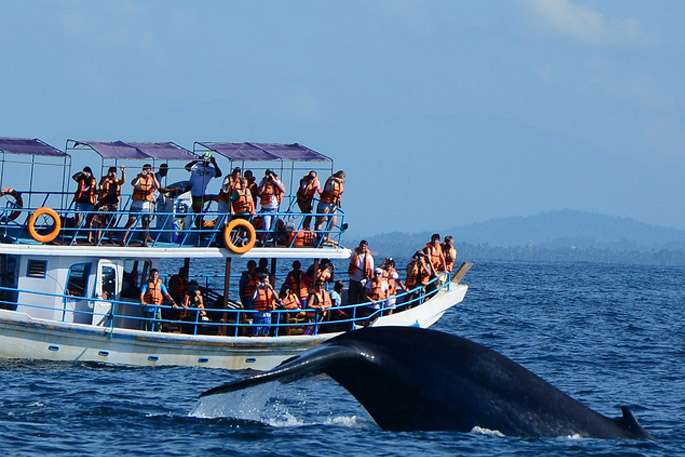 Whale Waching -Excellent Leisure travels